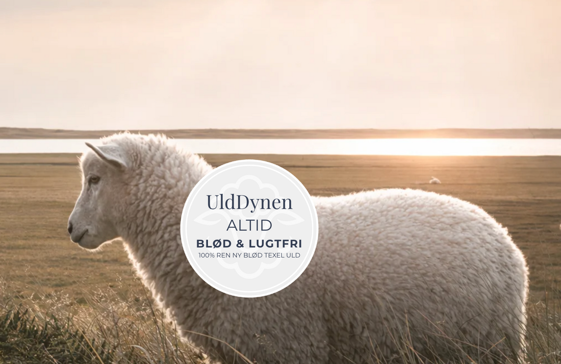 Texel-uld: Derfor er dynen med uld fra Texel-fåret det naturlige valg